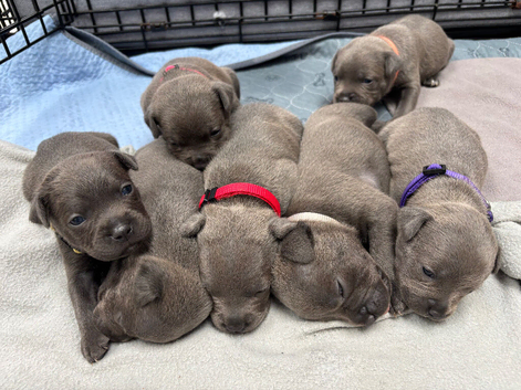 Pure Blue Staffordshire Bull Terrier Pups!