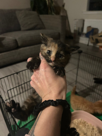 tortoiseshell