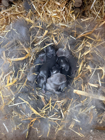 7 Mini lops - waiting list open