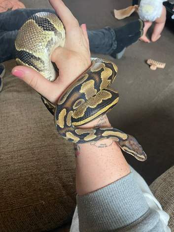 8 royal pythons for sale