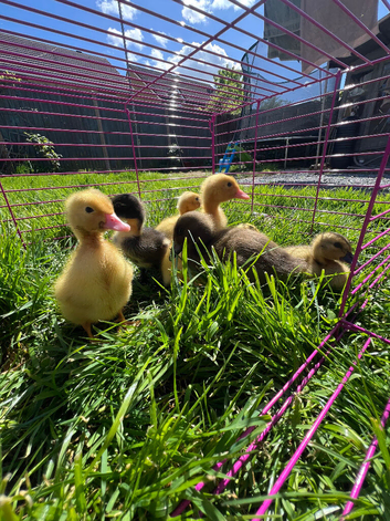Indian runner ducklings