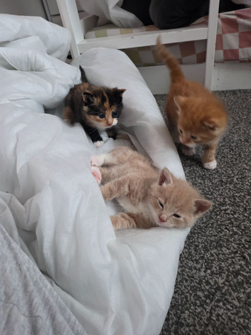 Gorgeous fluffy kittens