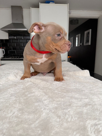 Exceptional ABKC Lilac Tri Pocket Bully Puppies