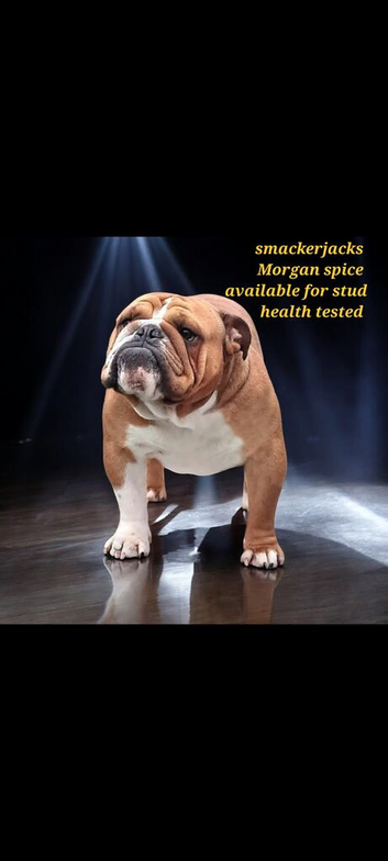 *STUNNING STANDARD KC REGISTERED STUD*