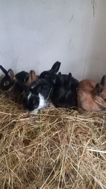 6 Netherland Dwarf bunnys price reduced to &pound;30