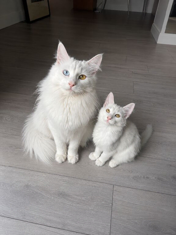 Purebred Norwegian Forest Cat