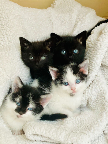 4 kittens ready for homes.