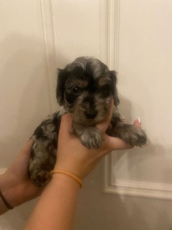 Covapoo pups for sale