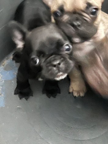 French bulldog puppy
