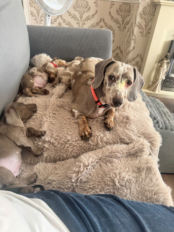 4 beautiful boys for sale