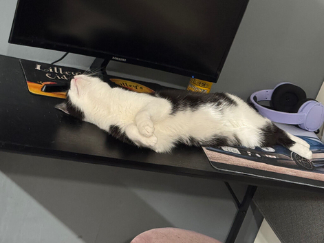 Male cat