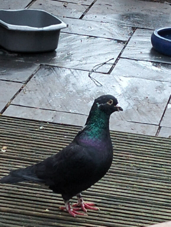 Young cock