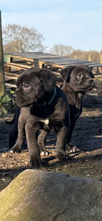 Ready to leave- AKC cane Corso puppies