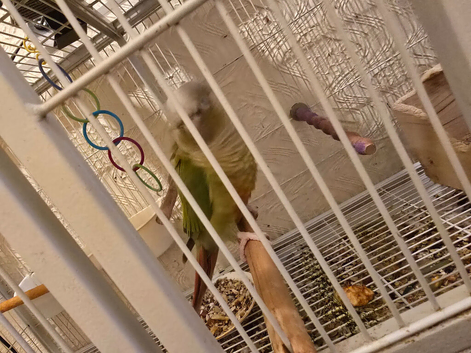 Pair of conures for sale