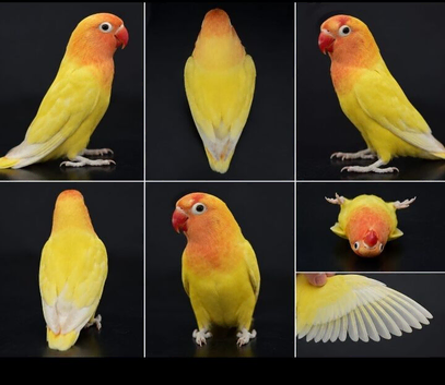 YELLOW FISHER DECINO/ LUTINO BLACK EYE