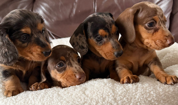 Beautiful Miniature Dapple Dachshunds