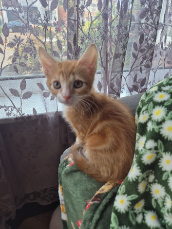 Kittens Ready To Leave