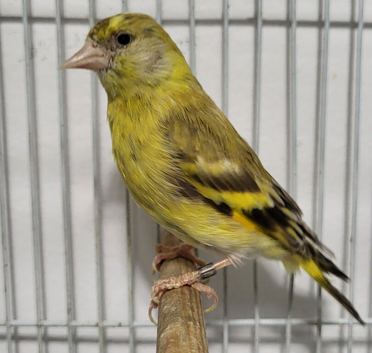 Mutation British ( Siskins ) ONLY now
