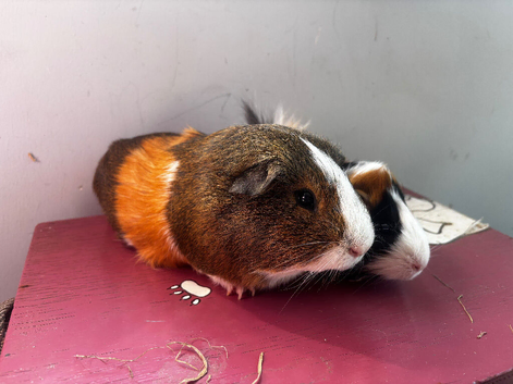 Two bonded boars