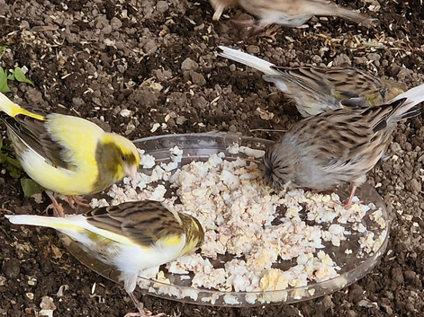 14 canary