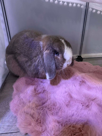 Small lop