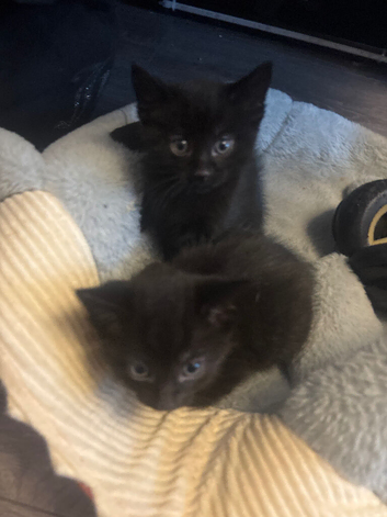 Kittens