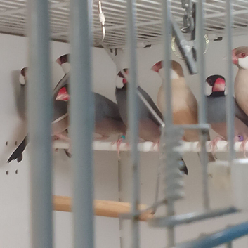 Java sparrows