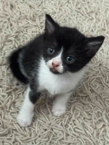 Looking for Forever Homes!