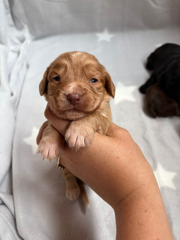 Stunning working cocker spaniel puppies