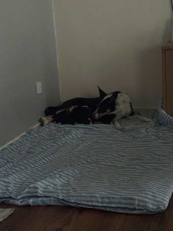 Border collie puppies for sale