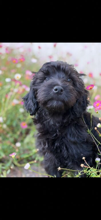 Ready now black female