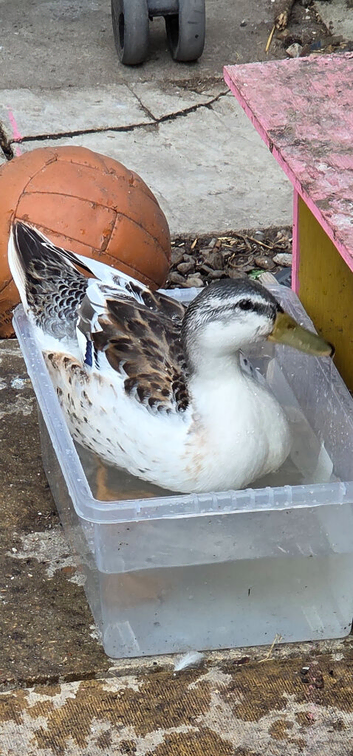 FREE DUCKS