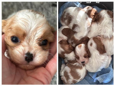 Beautiful  puppies cavalier king charles