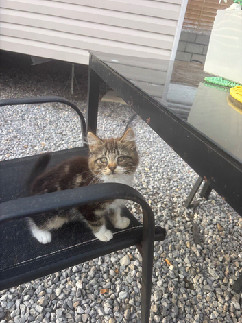 Kittens to a good home