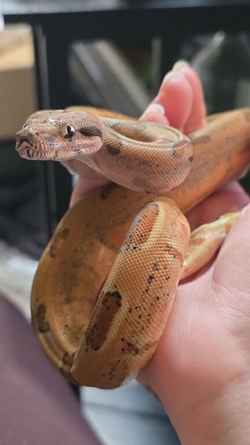Female baby boa POS super hype het khal albino
