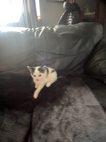Kittens