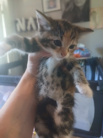Female kitten