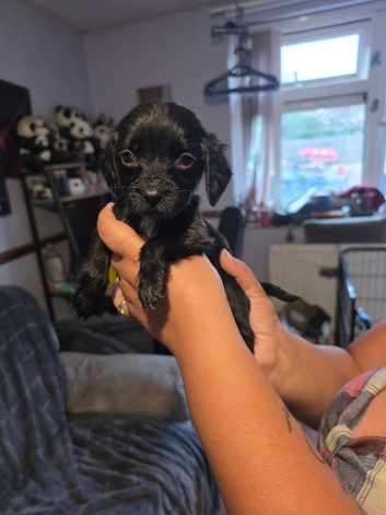 Beautiful cocker spaniel puppies