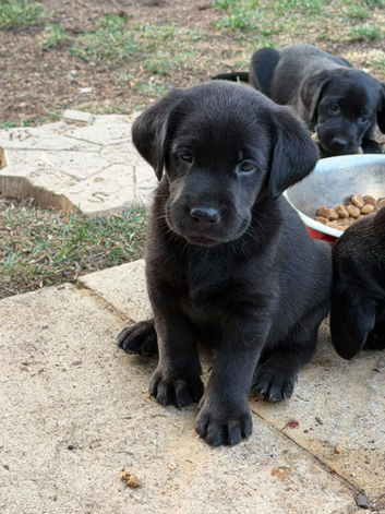 Labrador puppies
