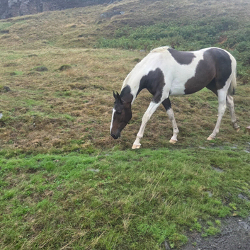 16.1hh irish sports horse
