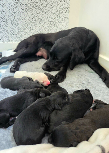 Labrador x Whippet Puppies!