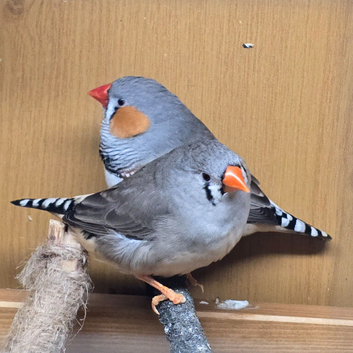 Pair of Zebra Finches