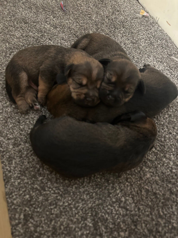 BORDER TERRIER X BEDLINGTON TERRIER