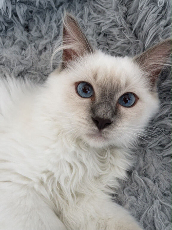 TICA Registered Pedigree Lilac Point/Mitted