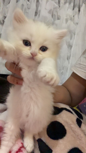 Beautiful British shorthair kittens
