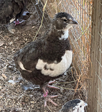 Quail Hatching eggs