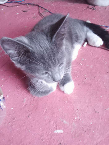 Grey