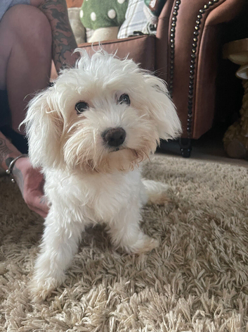 Toy Maltese pure 6 half mths old