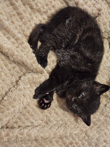 4 kittens