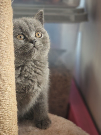 Beautiful blue British shorthair girl